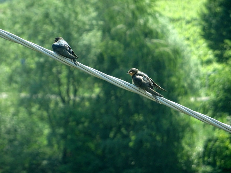 piccoli di rondine ? s, giovani di Hirundo rustica